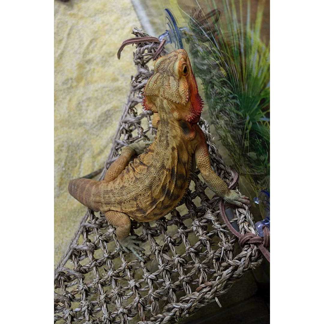 Lizard Lounger M5946