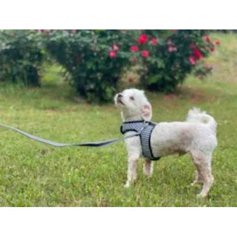 Teacup Gingham Dog Harness Vest G899621