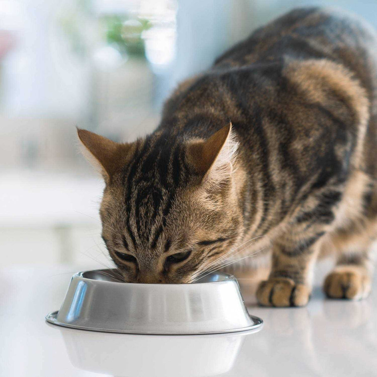 Turkey & Chicken Recipe Adult Dry Cat Food K5880