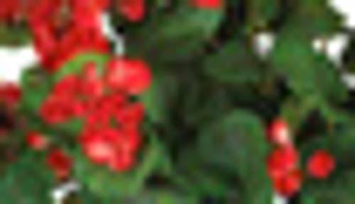 Silk Hanging Basket Plant V308839