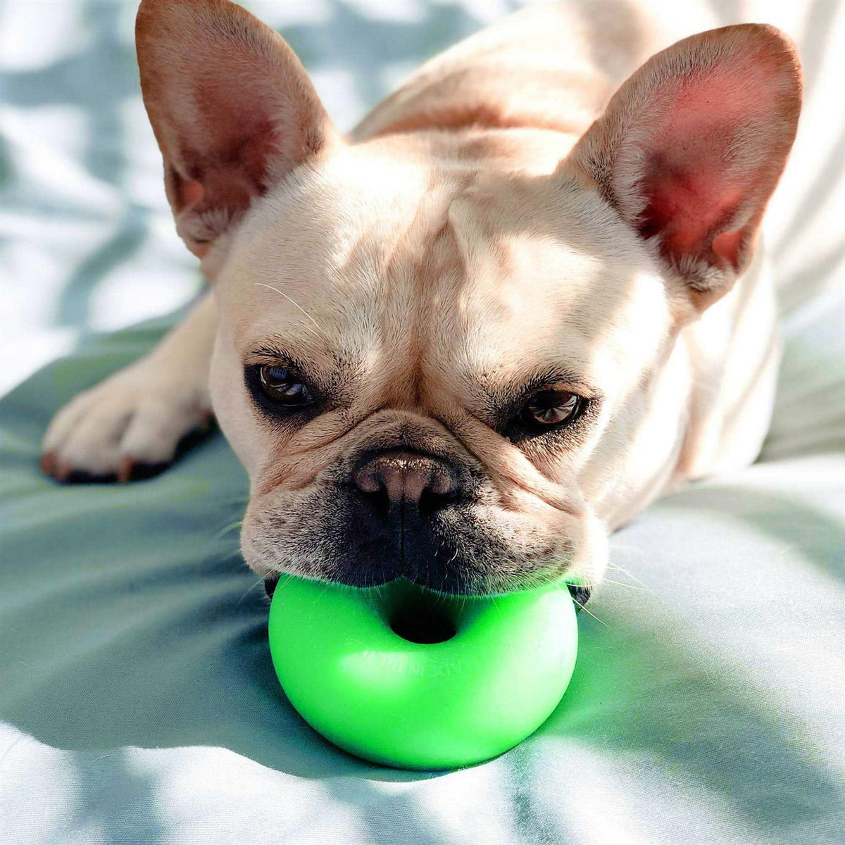 Dog Toy S71571