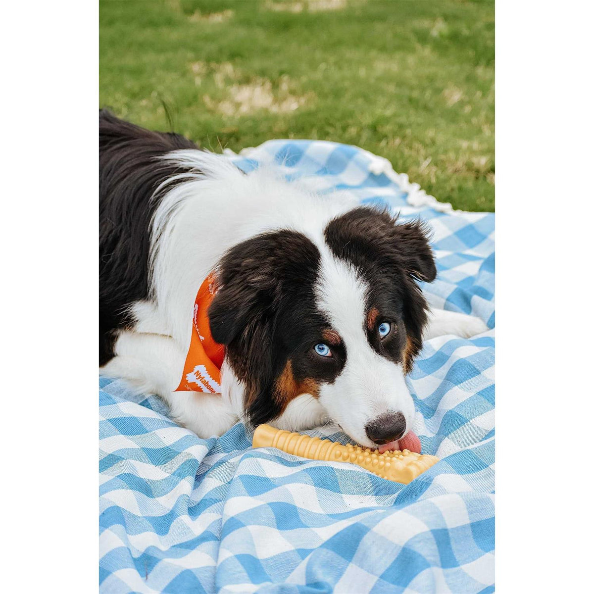 Peanut Butter Dog Bone U131267