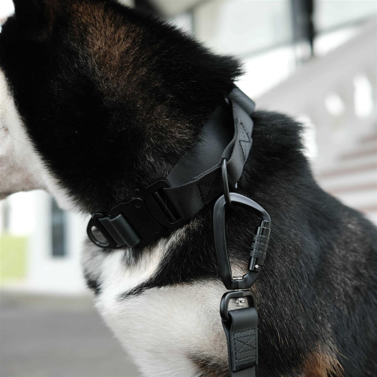 Waterproof Martingale Collar O63784