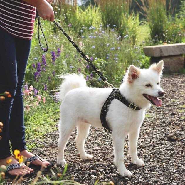 Adjustable Metallic Dog Harness K227