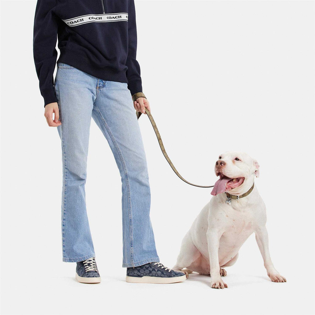 Boxed Pet Leash In Signature Canvas Z95360