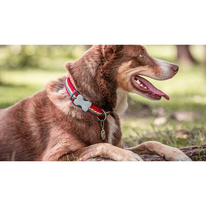 Bone Pet ID Dog Tag W141661