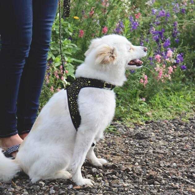 Adjustable Metallic Dog Harness K227