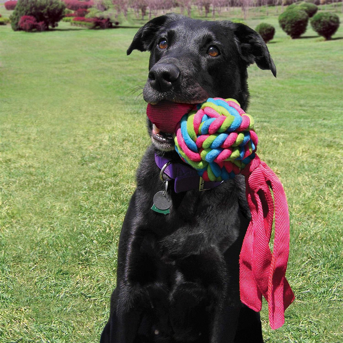 Dog Toy W589662