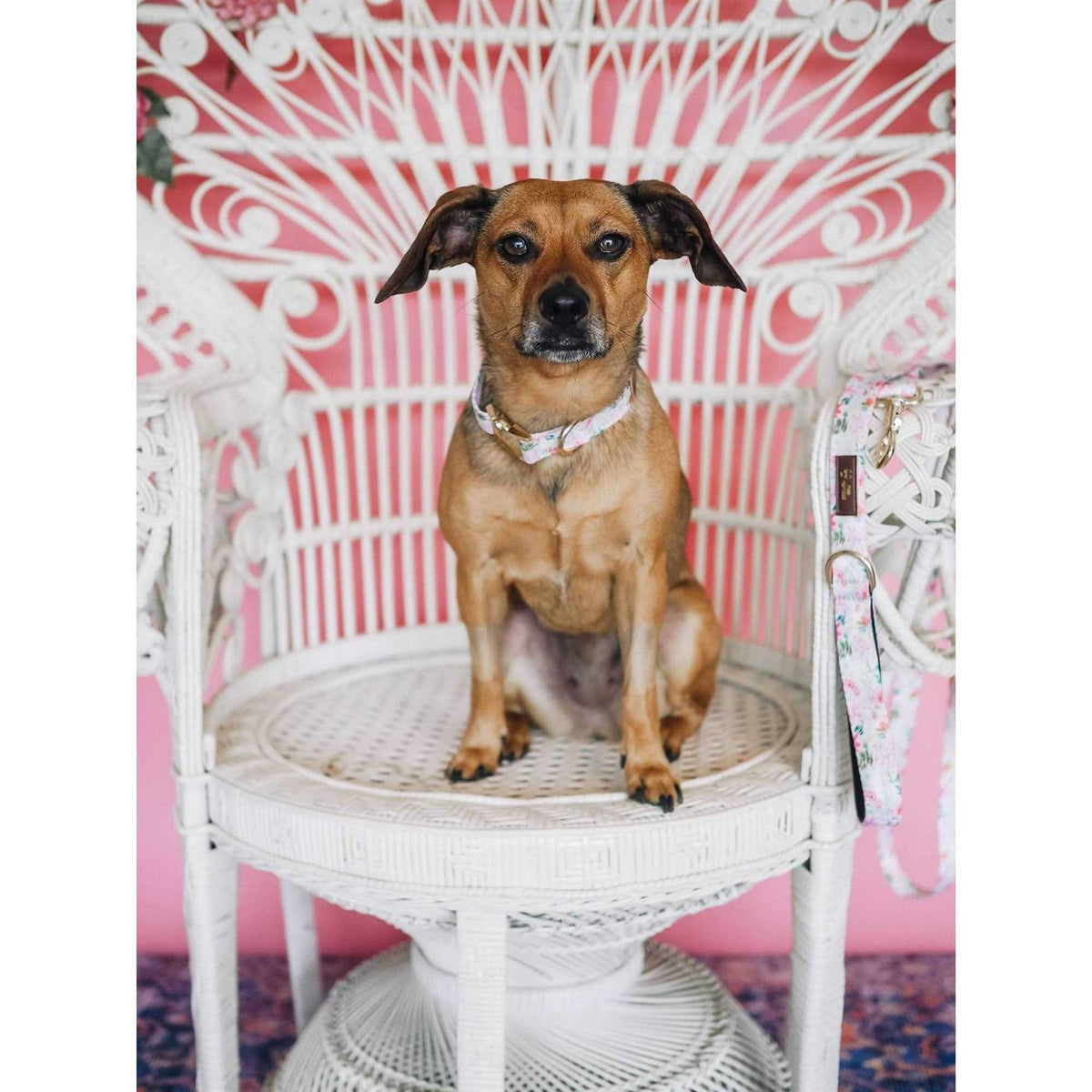 Pink Collar P1225