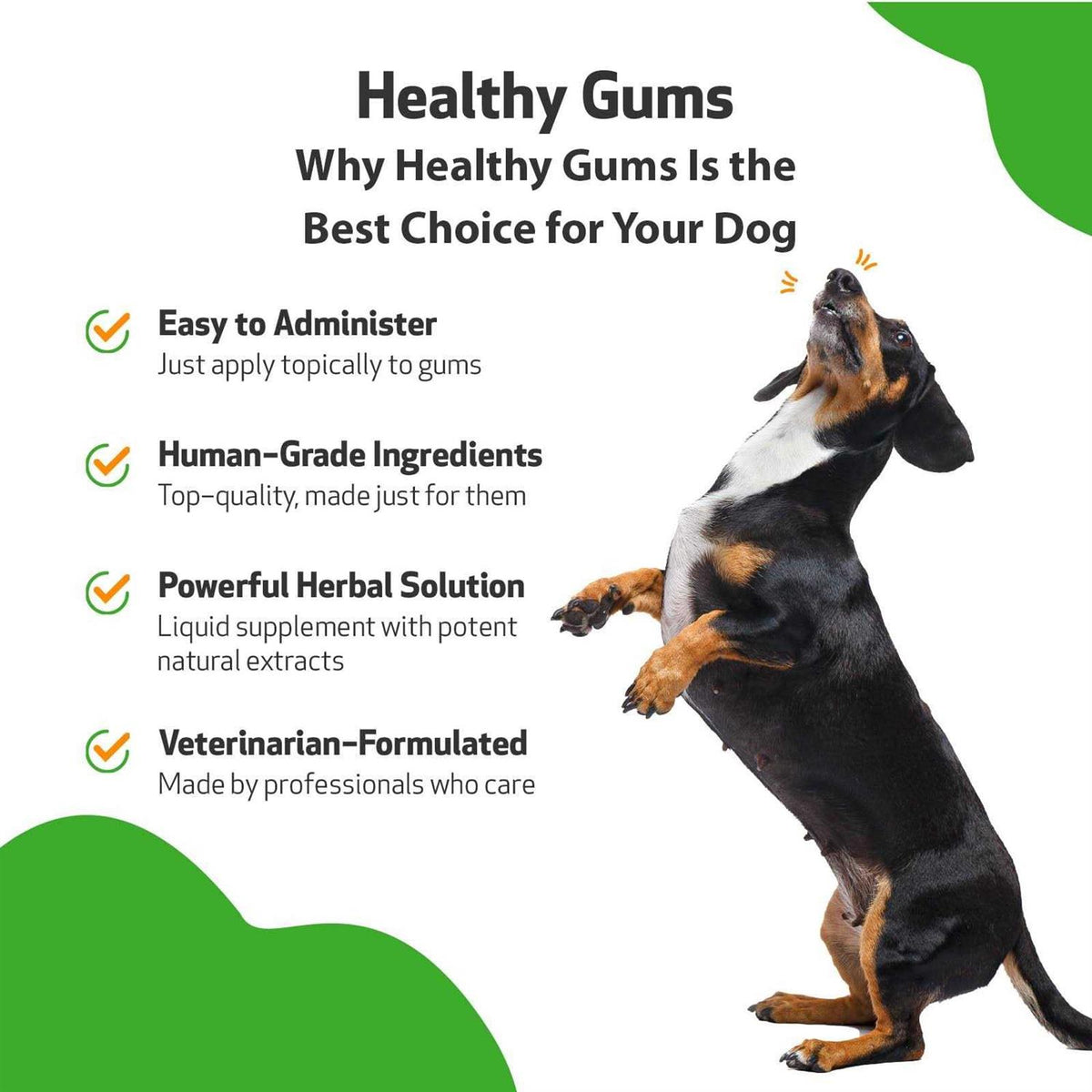 Healthy Gums for Feline Periodontal Health B2764