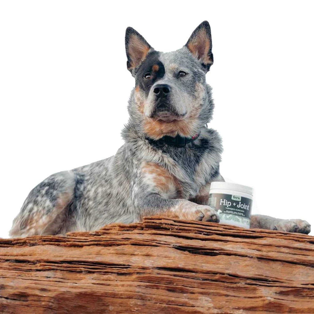 Hip & Joint Soft Chew Dog Supplement B341