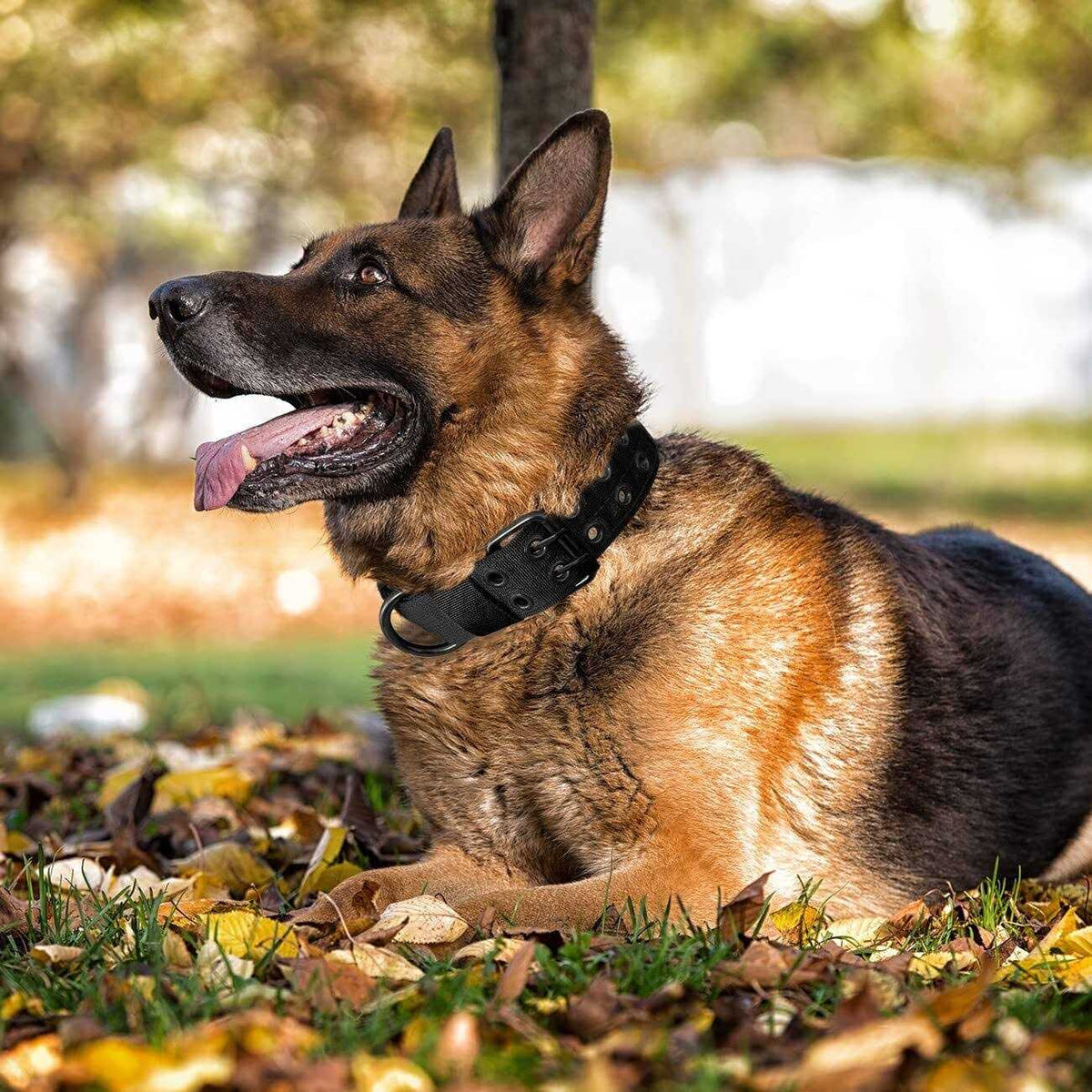 Nylon Adjustable Heavy Duty Tactical Dog Collar X15319