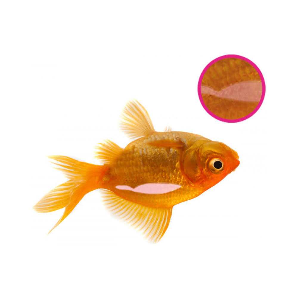 Swimbladder Treatment 134 GR Y2288