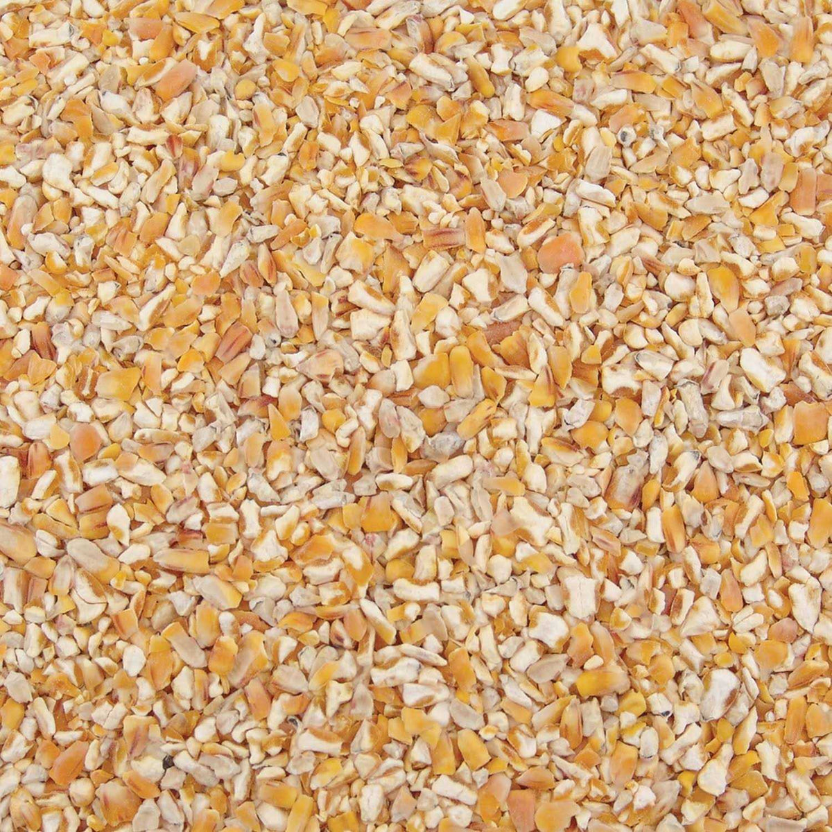 Corn O5181