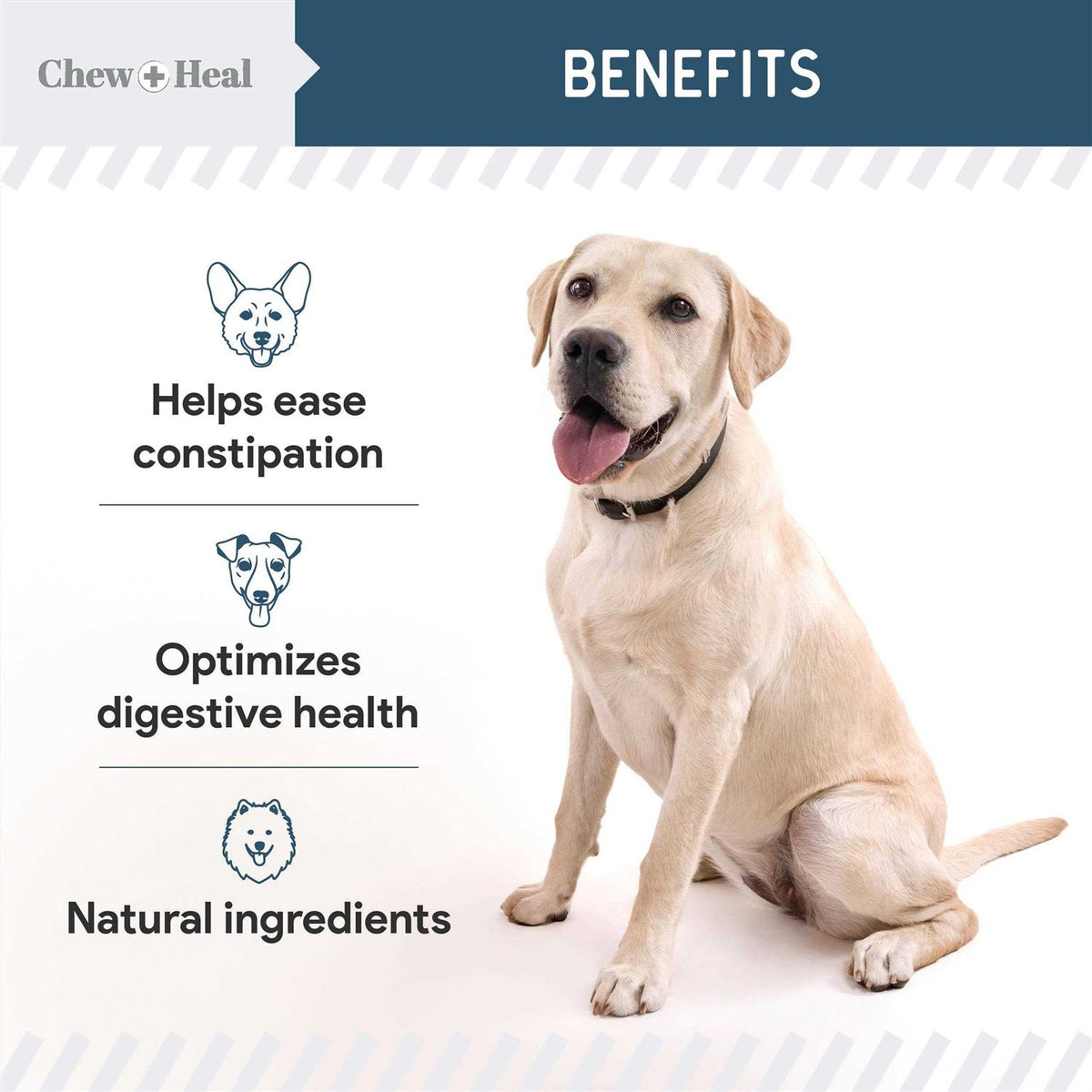 Digestive Enzymes & Probiotics Supplement for Dogs P864433