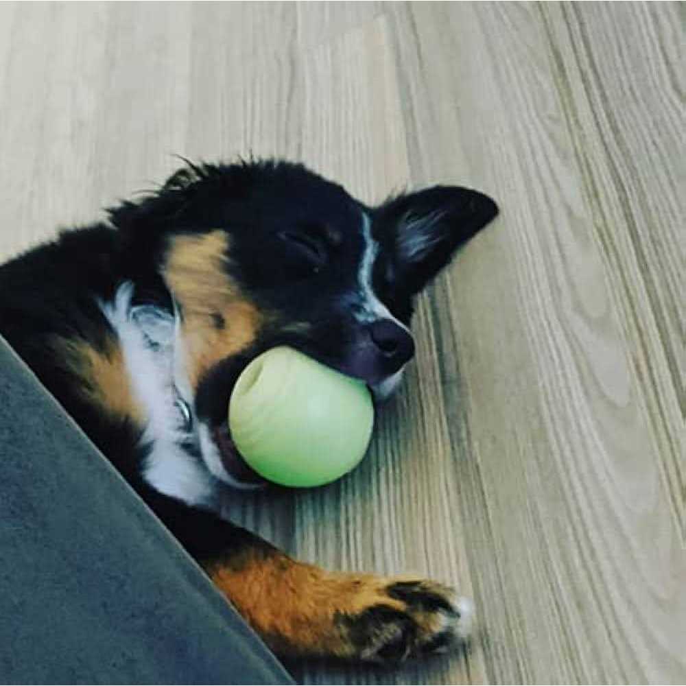 Glow Ball Dog Toys G669141