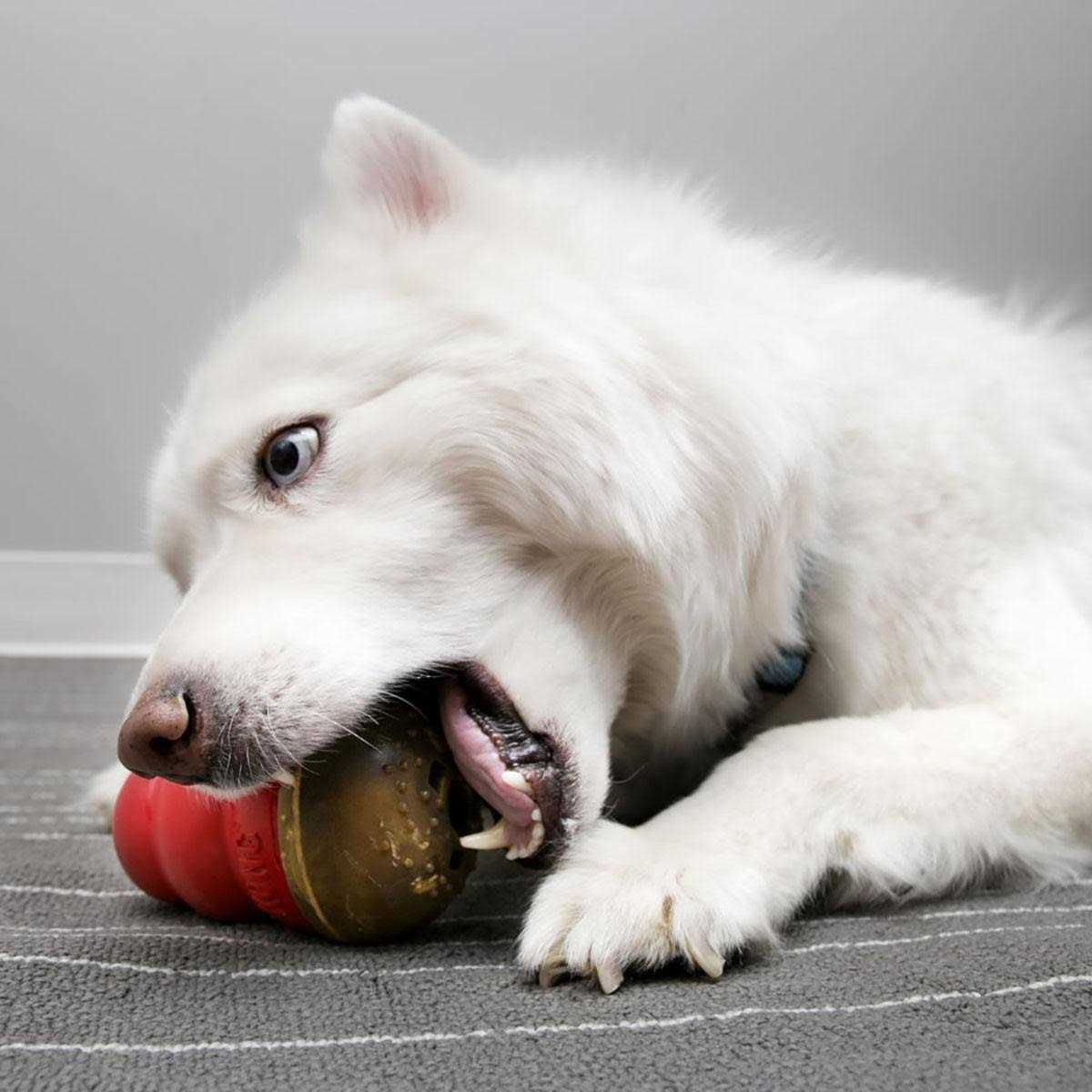 Dog U588