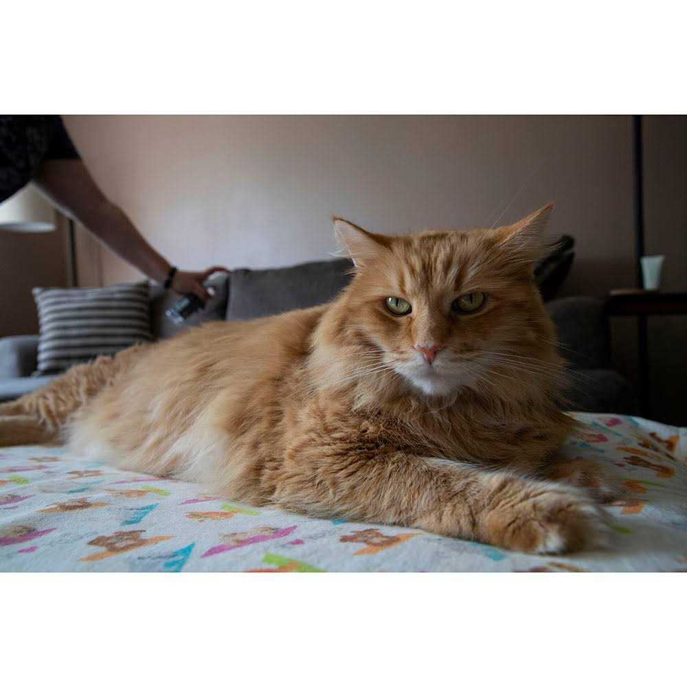 Furniture Spray Deterrent for Pets S2554
