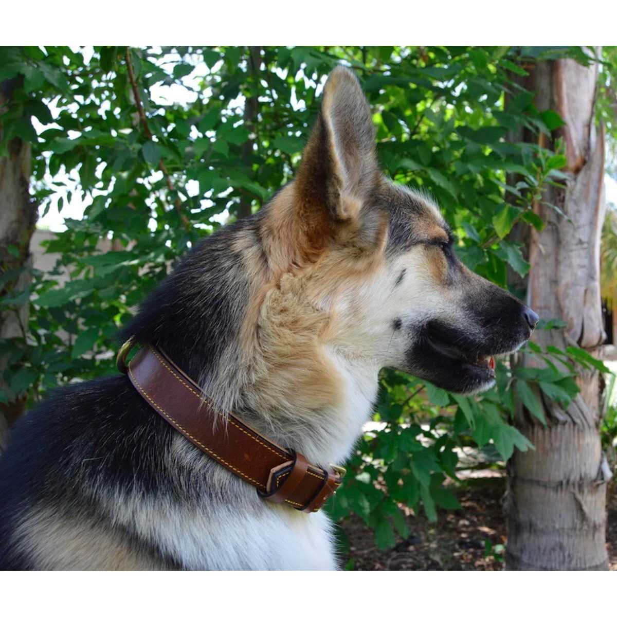 Leather Padded Dog Collar M669
