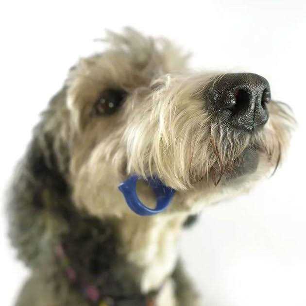 Pet Toothbrushing Aid H8904