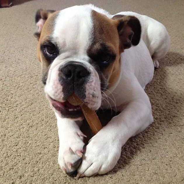 Dog Chew Bone K3692