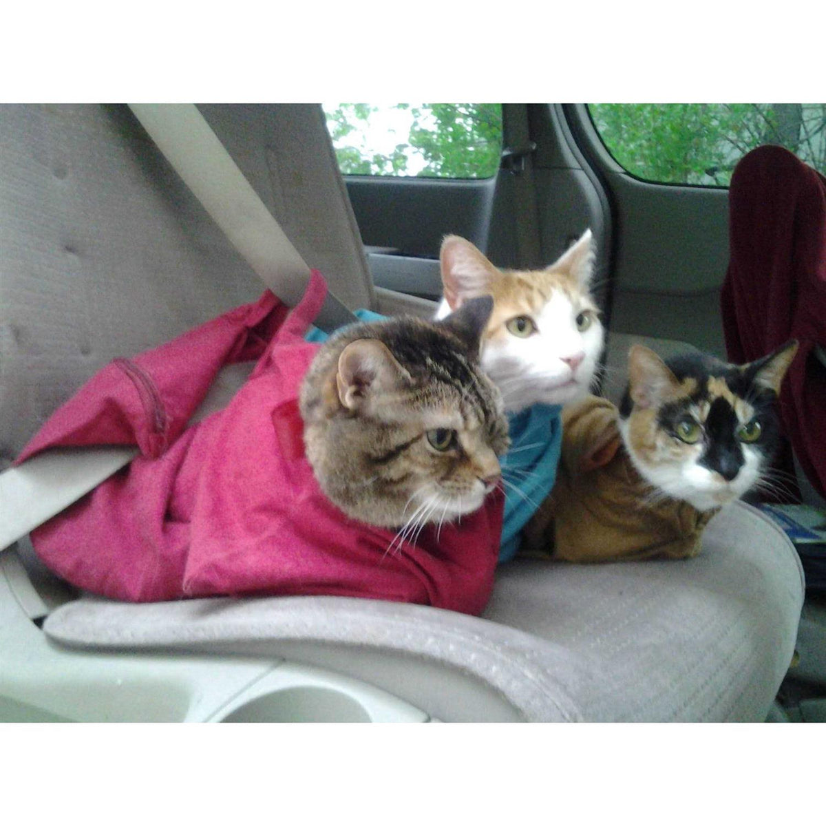 Cat Carrier L742