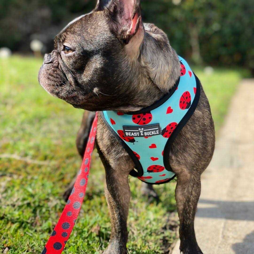 Reversible Dog Harness A599