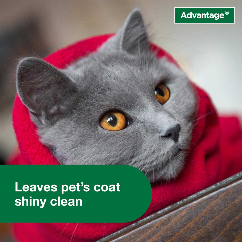 Flea & Tick Treatment Shampoo for Cats & Kittens Y41671