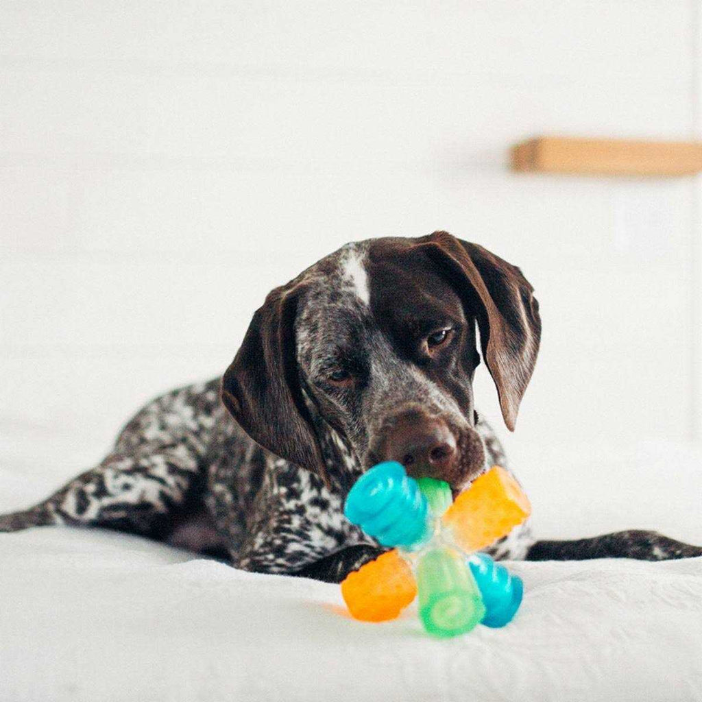 Dog Toy O241210