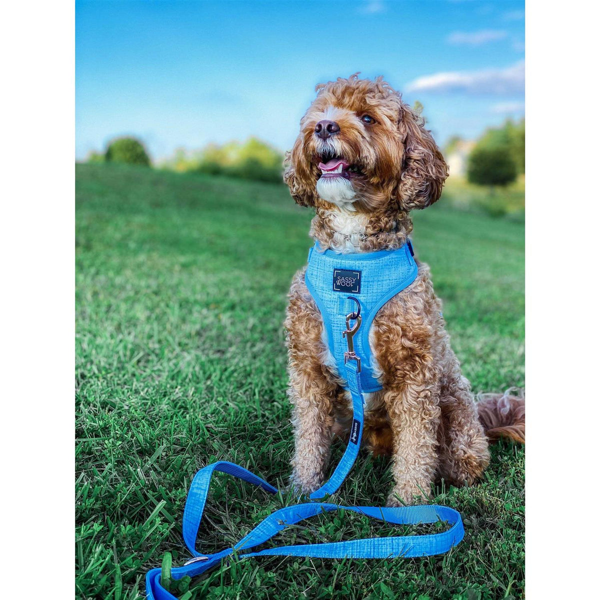 Adjustable Harness T149