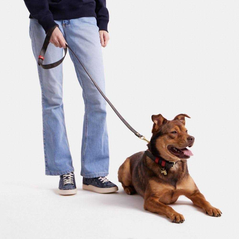 Boxed Pet Leash In Signature Canvas Z95360