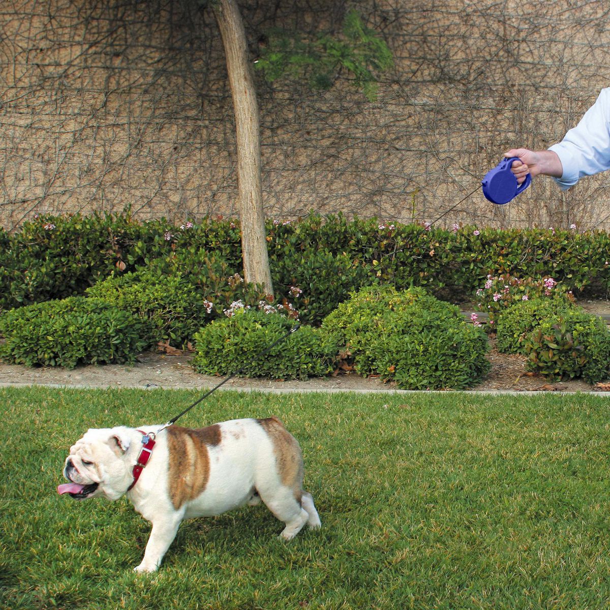 24 Ft. Retractable Dog Leash J357