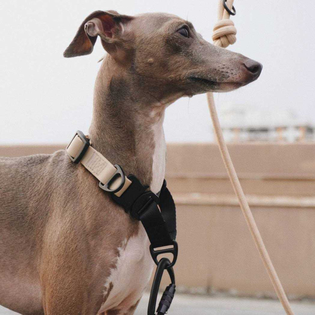 Waterproof Martingale Collar O63784