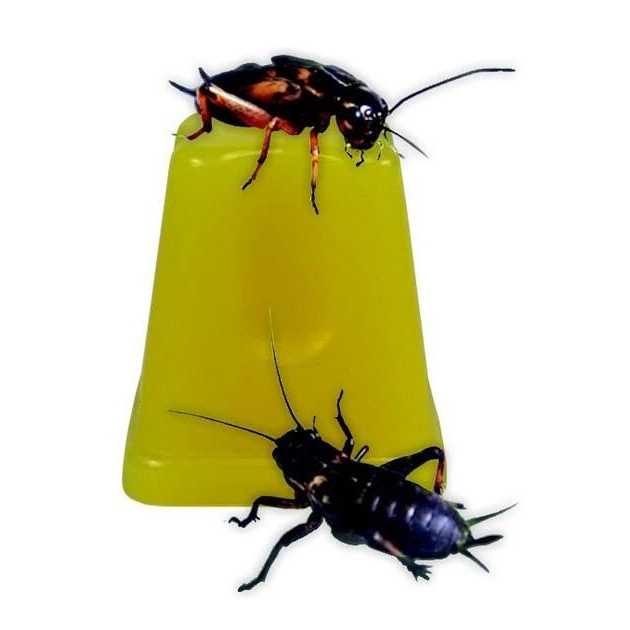 Fruit Jelly Pots Insect Food F384800