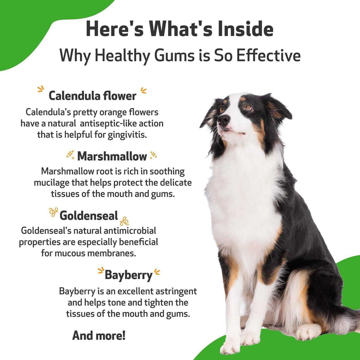 Healthy Gums for Feline Periodontal Health B2764