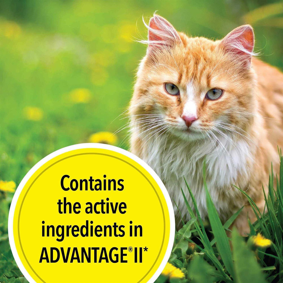 Flea Treatment for Large Cats X1672