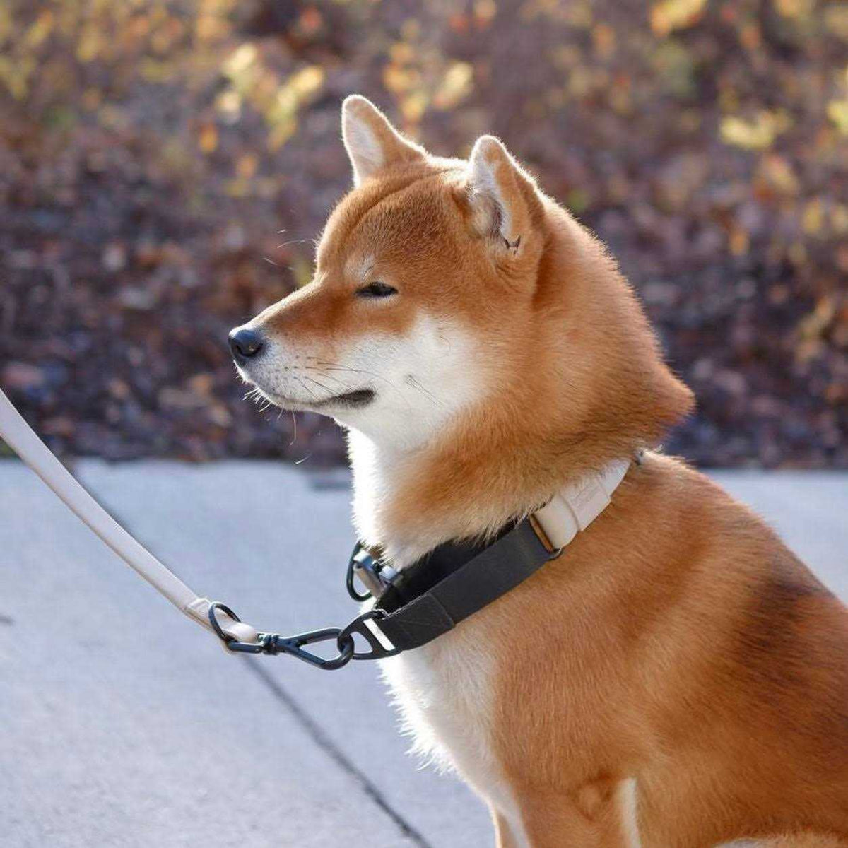 Waterproof Martingale Collar O63784